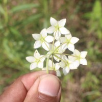 Gomphocarpus physocarpus E.Mey.